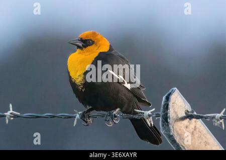 Gelbköpfige männliche Barsche auf einem Stacheldrahtzaun. Palo Alto Baylands, Santa Clara County, Kalifornien. Stockfoto