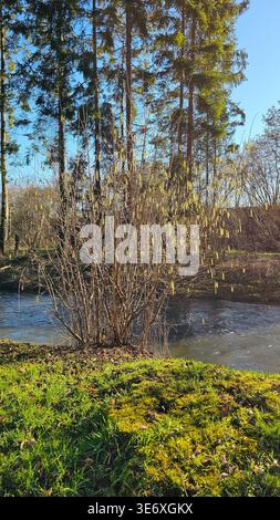 Waldrand mit Fluss, der sanft unter der hellen Sonne fließt Stockfoto