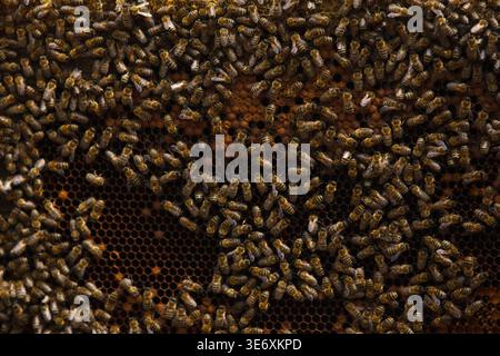 Vollbild-Makro von Honigbienen, die auf einer natürlichen Wabe schwärmen. Traditionelle Bienenzucht und Bio-Honigproduktion, keine Menschen, detailliert Stockfoto