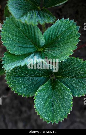 Grüne Erdbeerblätter mit Tautropfen und Frost. Stockfoto