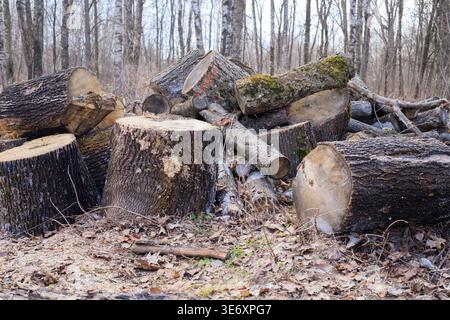 Haufen von gesägten Baumstämmen und Brennholz in einem Frühlingswald. Frisch geschnittenes Holz auf dem Boden für Forstwirtschaft, Holzindustrie oder Heizungsfu gestapelt Stockfoto