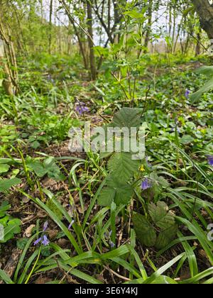 Glockenblumen verteilen sich über einen Wald Stockfoto
