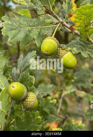 Grüne Eicheln auf Eiche Zweig mit gelbblichen Blättern Nahaufnahme Natur Makro Herbstwuchs Stockfoto