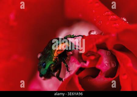 Juwelenkäfer mit Wassertropfen auf roten Rosenblättern Stockfoto