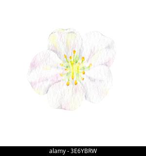 Blume Erdbeere Aquarell isolierte Illustration. Pflanze mit winzigen weißen, rosafarbenen Blüten und gelbem Kern. Blühende Gartenfruchtblüte für den Frühling Stockfoto