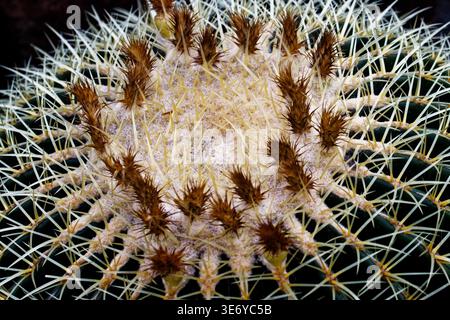 Kroenleinia grusonii, im Volksmund bekannt als der goldene Fasskaktus, goldene Kugel, „Kissen der Schwiegermutter“ oder „Stuhl der Schwiegermutter“, ist ein Kaktus. Stockfoto