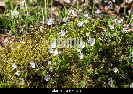 Wald Sauerklee, Blüte // Holz Sauerampfer, Blume - 20260406 PD11446 Credit: APA-PictureDesk/Alamy Live News Stockfoto