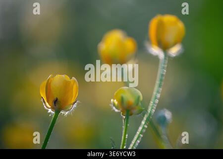 Gelbe Butterblumen in sanfter natürlicher Hintergrundbeleuchtung mit geringer Schärfentiefe und glattem grünem Hintergrund Stockfoto