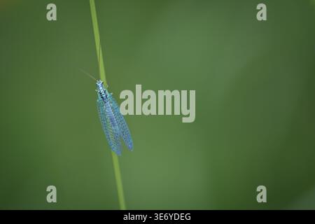 Blaue Schnürung auf vertikalem Grasstängel mit weichem, natürlichem Hintergrund und minimaler Zusammensetzung Stockfoto