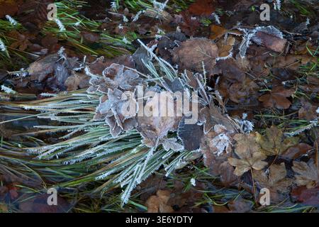 Frostbedeckte Blätter und Gras in flachem Wasser mit winterlichen Texturen und natürlichen Details Stockfoto