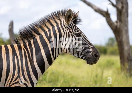 Nahaufnahme eines Plains Zebras in der afrikanischen Savanne mit Kopierraum Stockfoto