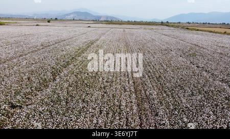 Luftaufnahme der Baumwollfelder in Menemen Plain Izmir Türkei mit White Harvest Ready Crops und Bergen Stockfoto