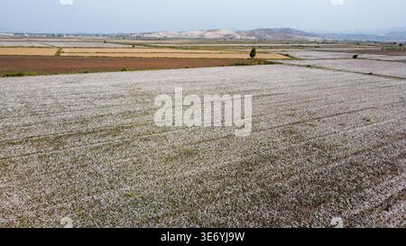 Luftaufnahme der Baumwollfelder in Menemen Plain Izmir Türkei mit White Harvest Ready Crops und Bergen Stockfoto