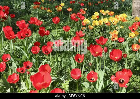 Frühlingstulpen wachsen im schattigen Park farbenfrohe Tulpenblüten Stockfoto