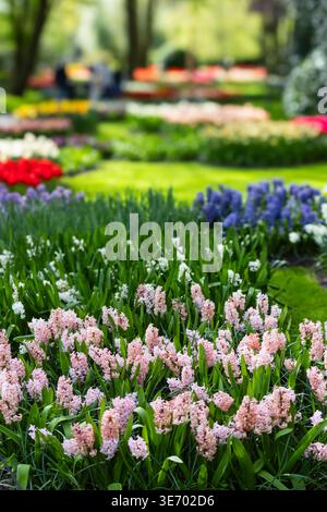 Rosafarbene Hyazinthen erzeugen leuchtende Farbmuster in einem großen Frühlingsgarten im Frühlingsgarten Keukenhof, Niederlande. Stockfoto
