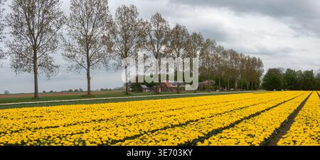 Gelbes Tulpenfeld mit einem Bauernhaus und einer Reihe von Bäumen unter bewölktem Himmel im Frühling Stockfoto