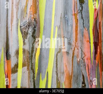 Nahaufnahme von der bunten Rinde und Stamm des Baumes Regenbogen Eukalyptus Keahua Arboretum in Kauai, Hawaii, USA Stockfoto