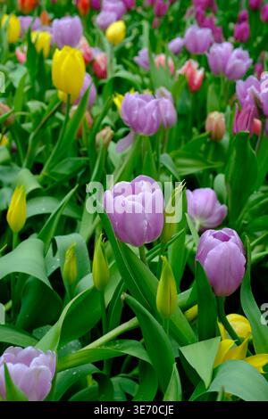 Violette und gelbe Tulpen in einem lebhaften Frühlingsgarten mit grünen Blättern und Blütenknospen Stockfoto