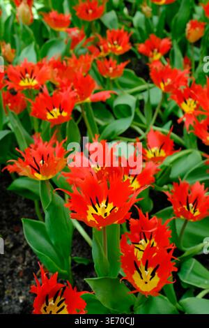 Atemberaubende, leuchtend rote, gesäumte Tulpen mit leuchtend gelben Zentren, die in einem Garten blühen. Vertikale Nahaufnahme der exotischen Tulpenvariante „Crispa“ Stockfoto