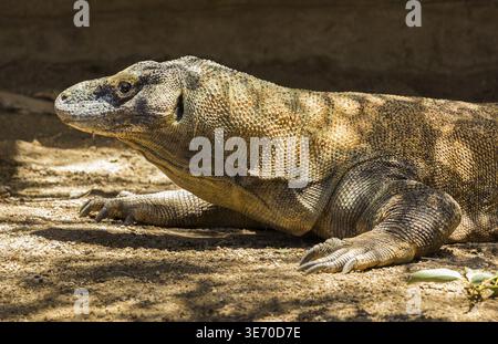 Komodo-Drache oder Varanus komodoensis, auch Komodo-Monitor genannt, ist eine große Echsenart, die auf den indonesischen Inseln Komodo, Rinca, vorkommt Stockfoto
