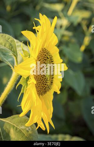 Seitenansicht oder Profil der Sonnenblume am späten Abend, wenn die Sonne tief am Himmel untergeht und die leuchtenden Blumen hinterlässt Stockfoto