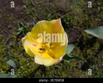 Hochwinkelansicht einer einsamen Honigbiene (APIs mellifera), die in einem Frühlingsgarten in einer hellgelben Tulpenblüte mit roten Streifen auf der Suche ist. Stockfoto