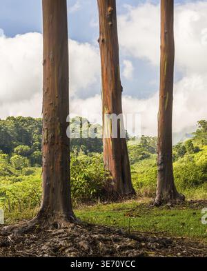 Nahaufnahme von der bunten Rinde und Stamm des Baumes Regenbogen Eukalyptus Keahua Arboretum in Kauai, Hawaii, USA Stockfoto