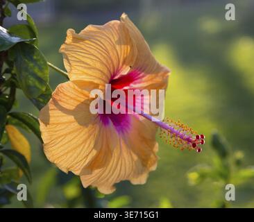 Große gelbe Hibiskusblüte im hawaiianischen Garten, die von der untergehenden Sonne beleuchtet wird, um den Blütenblättern ein warmes Leuchten zu verleihen Stockfoto