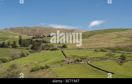 Schafe und Lämmer in Felder und Wiesen des walisischen Hill Farm mit Bergen in der Ferne Stockfoto