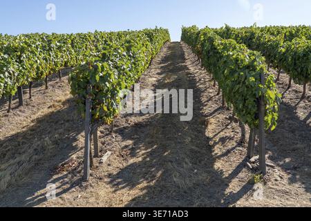 Terrassen von Weinreben für die Portweinerzeugung begrenzen die Hügel des Douro-Tals in Portugal Stockfoto