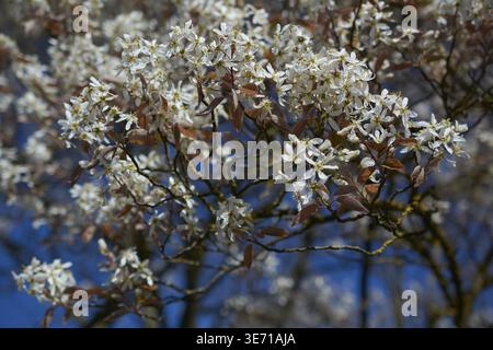 Blühende Steinbirne (Amelanchier), Birne, Blüte, April, Frühling, Schwaebisch Hall, Hohenlohe, Deutschland Stockfoto