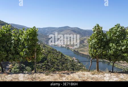 Terrassen von Weinreben für die Portweinerzeugung begrenzen die Hügel des Douro-Tals in Portugal Stockfoto