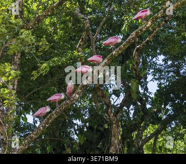 Eine große Gruppe rosafarbener Löffelvögel, die auf einem Baum in Costa Rica im Tortuguero-Nationalpark thront Stockfoto