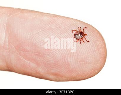 Nahaufnahme eines einsamen Sterns oder einer Samenzecke in Makros auf einem männlichen Finger isoliert auf weiß Stockfoto