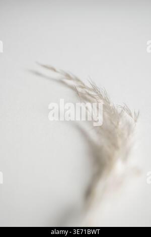 Weiches, getrocknetes Gras auf neutralem Hintergrund minimale botanische Zusammensetzung natürliches Licht ästhetischer Kopierraum Stockfoto