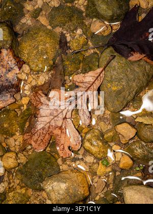 Braunes Eichenblatt, das in einem flachen, klaren Bach über Kieselsteinen und moosigen Steinen liegt, mit herbstlicher Textur und natürlichen Walddetails Stockfoto