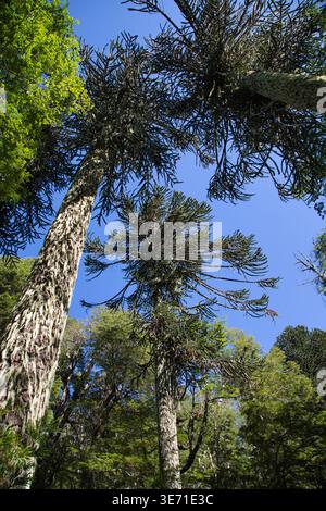 Blick auf die hohen Araucaria Bäume in Einem chilenischen Park unter klarem blauem Himmel Stockfoto