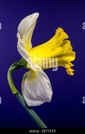 Frische FrühlingsNarzissen mit Morgentau. Die gelbe Trompete und die weißen Blüten heben sich in diesem hochauflösenden Makro vor einem violetten Hintergrund ab Stockfoto