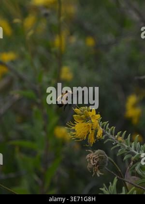 Hummel sammelt Nektar aus gelber Wildblume in der natürlichen Wiesenmakroszene Stockfoto
