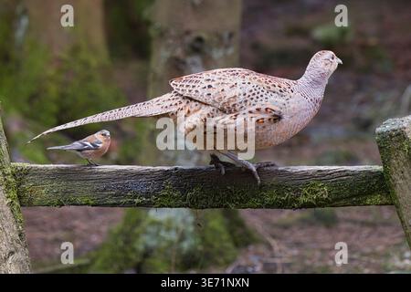 Ein weiblicher Fasan, Phasianus colchicus, und ein männlicher Kaffinch, Fringilla coelebs, stehen beide auf einem alten Holztor Stockfoto