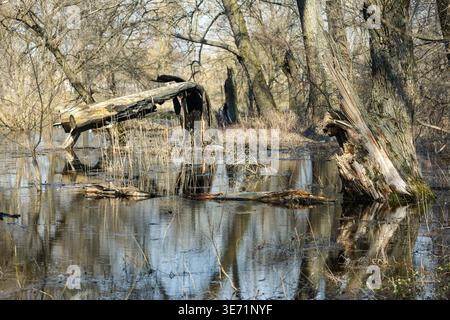 Gefallene und gebrochene Bäume stehen in einem überfluteten sumpfigen Wald während des Frühlingsttauens. Stockfoto