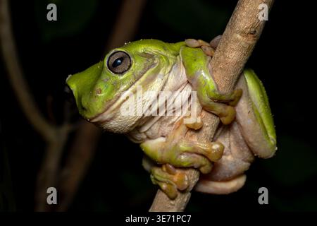 Australischer grüner Baumfrosch - Ranoidea caerulea, wunderschöner grüner großer Frosch, der in den Wäldern und Büschen Australiens, Queensland, beheimatet ist. Stockfoto