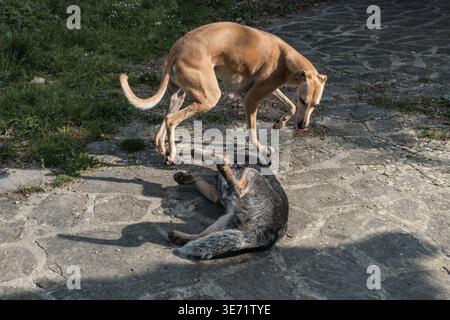 Ivo, der spanische windhund von galgo, und Bunji, der australische Rinderhund von Blue heeler, spielen zusammen Stockfoto