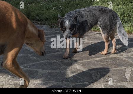 Ivo, der spanische windhund von galgo, und Bunji, der australische Rinderhund von Blue heeler, spielen zusammen Stockfoto