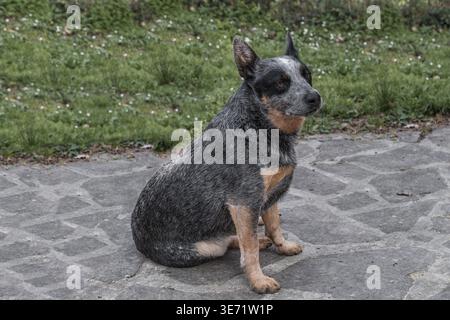 Porträt des Hundes namens Bunji, des blauen heeler australischen Rinderhundes Stockfoto