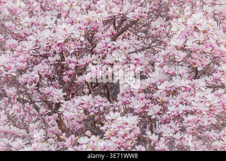 Diese Weitwinkelaufnahme fängt eine Magnolie in voller, spektakulärer Blüte ein. Die gesamte Baumkrone ist von großen, duftenden Blüten getränkt, die über die hinüber fließen Stockfoto