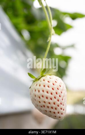 Künstlerisches Makro einer weißen Awayuky-Erdbeere mit leuchtend roten Kernen im unteren Fokus, gestapelt mit 10 Schichten, mit einem eleganten geschwungenen Kopierraum. Stockfoto