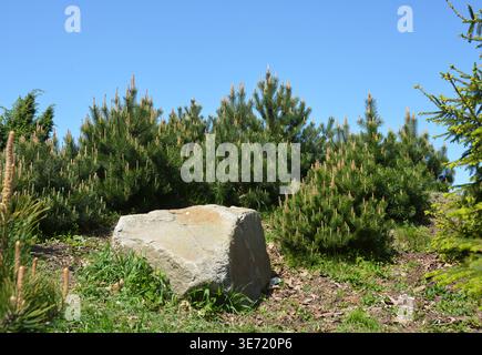 Pinus Mugo Mughus Bergkiefer (Pinus mugo) in Gartenlandschaft Stockfoto