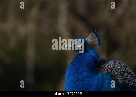 Nahaufnahme eines Pfauens mit leuchtend blauen Federn und detaillierten Kopfdetails. Natürlicher Hintergrund mit sanfter Unschärfe unterstreicht die Eleganz des Vogels Stockfoto