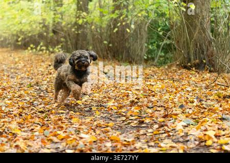 Cockapoo läuft durch die Herbstblätter im Wald Stockfoto